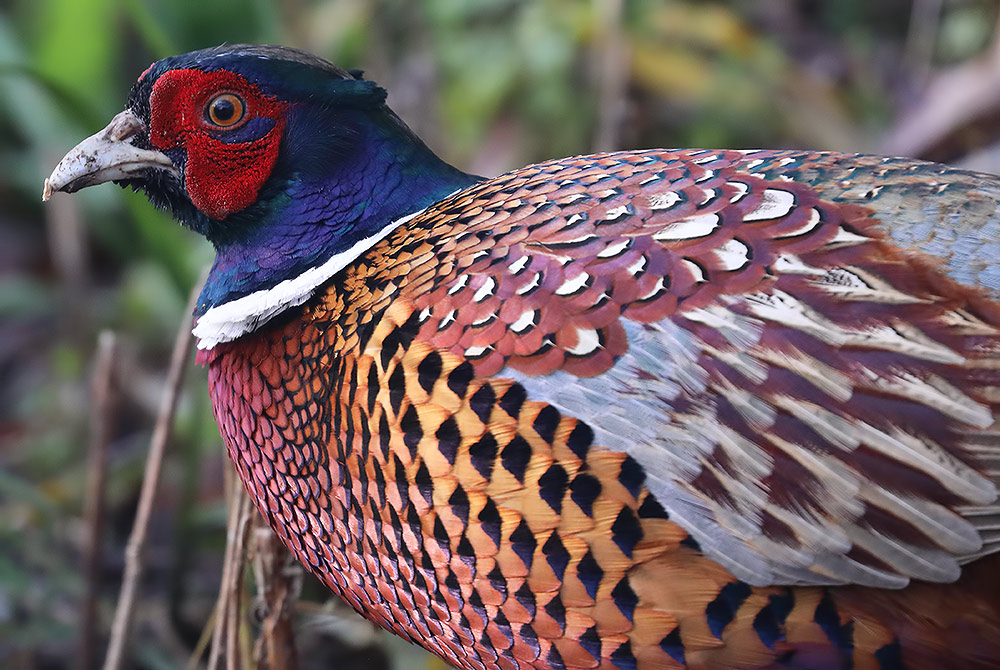 pheasant
